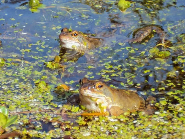 Frogs in our pond