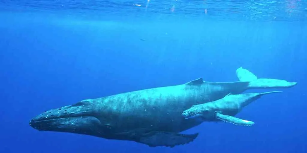 A female Humpback whale with her calf | Courtesy: National Marine Sanctuaries /Wikimedia Commons