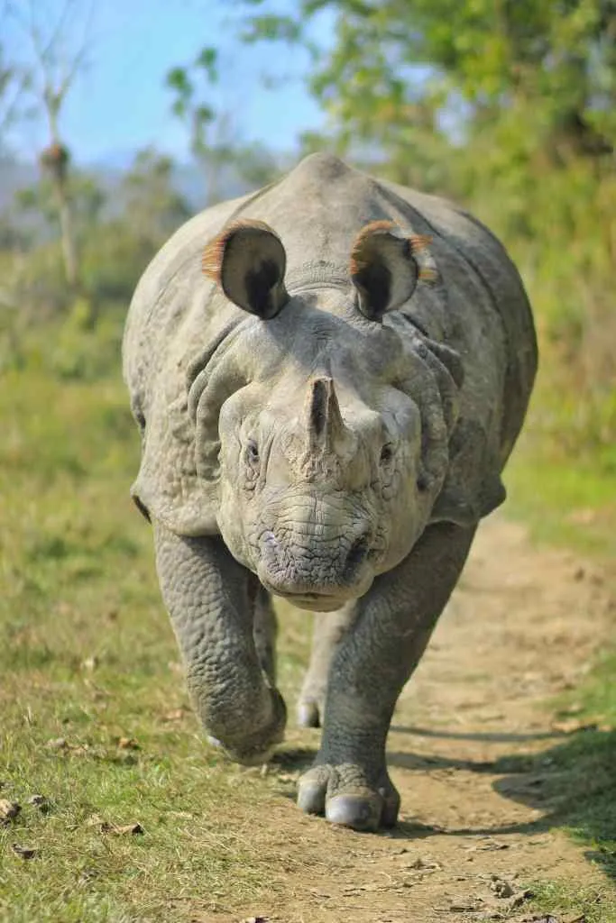 one horned rhino