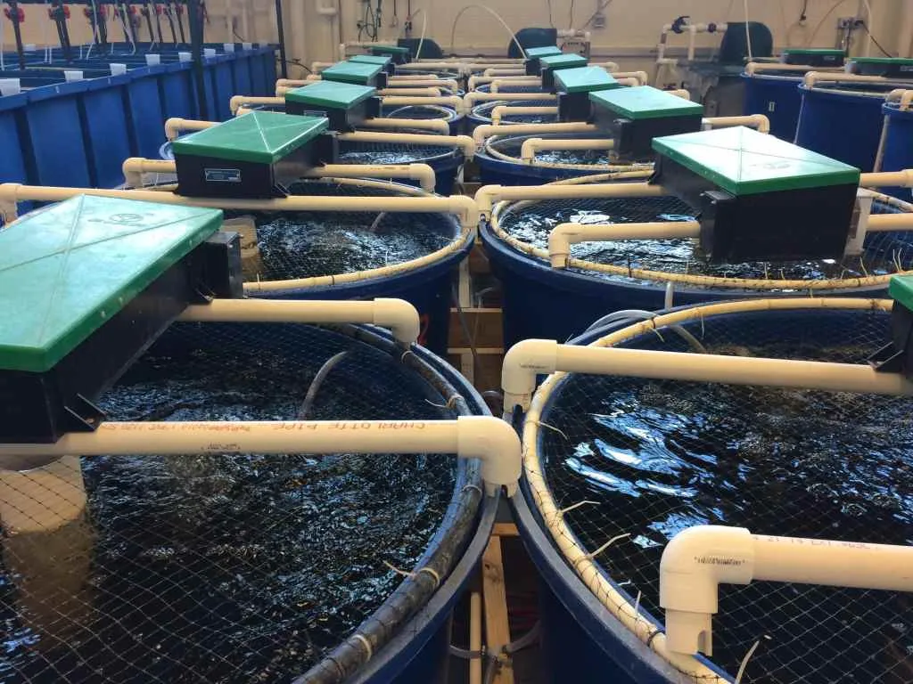 Recirculating Aquaculture System 