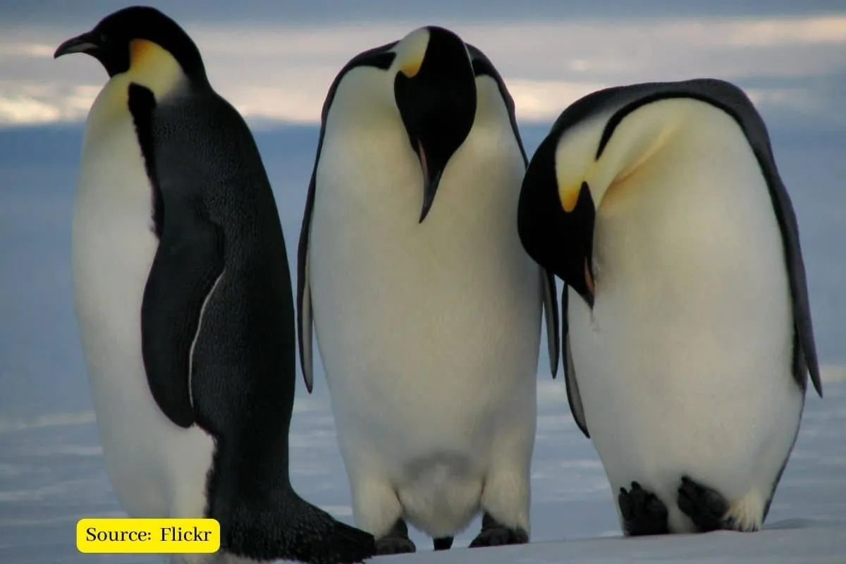 Emperor penguins could be 'near extinct' before end of century