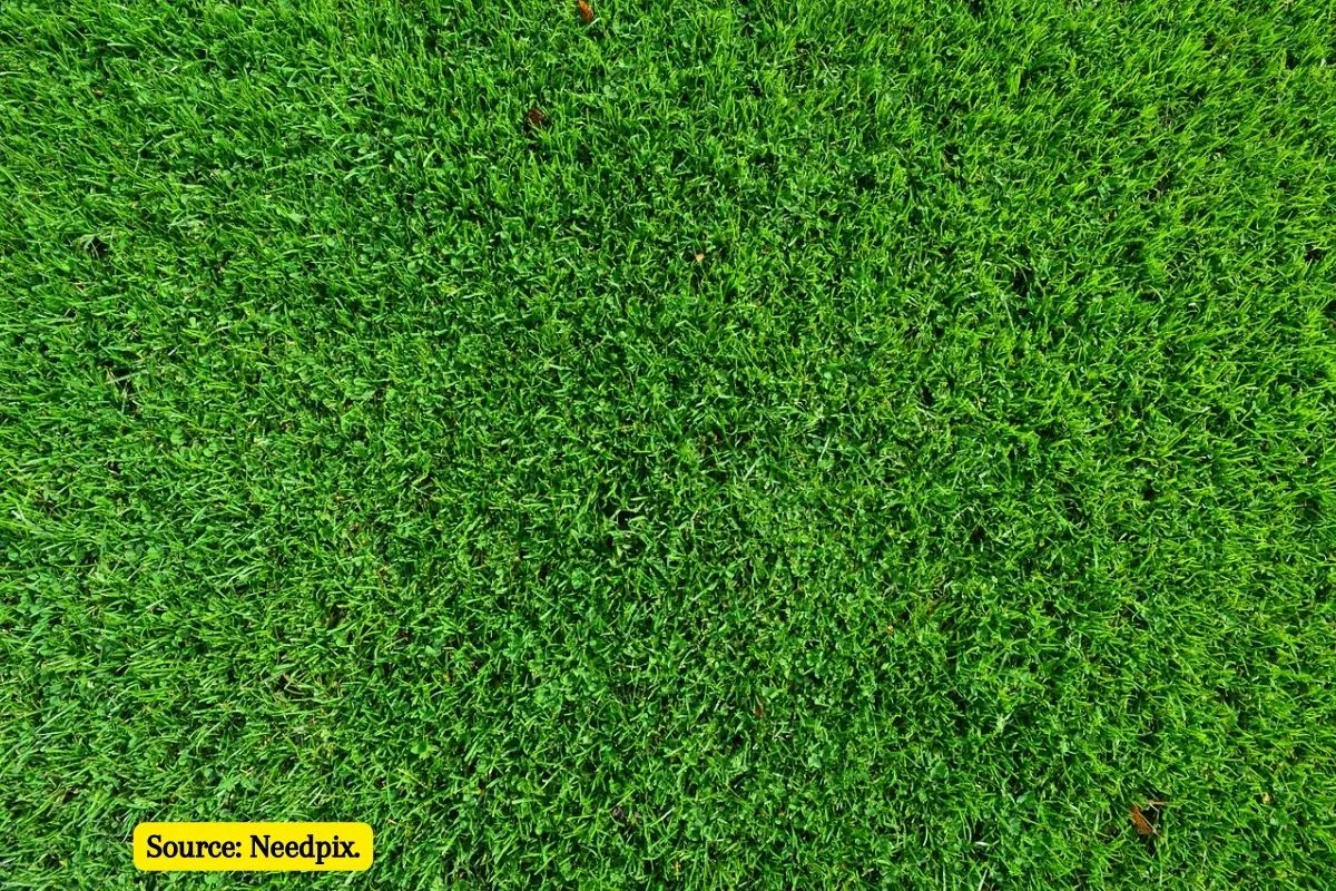 Know about synthetic Turf Tracks is it environment friendly?