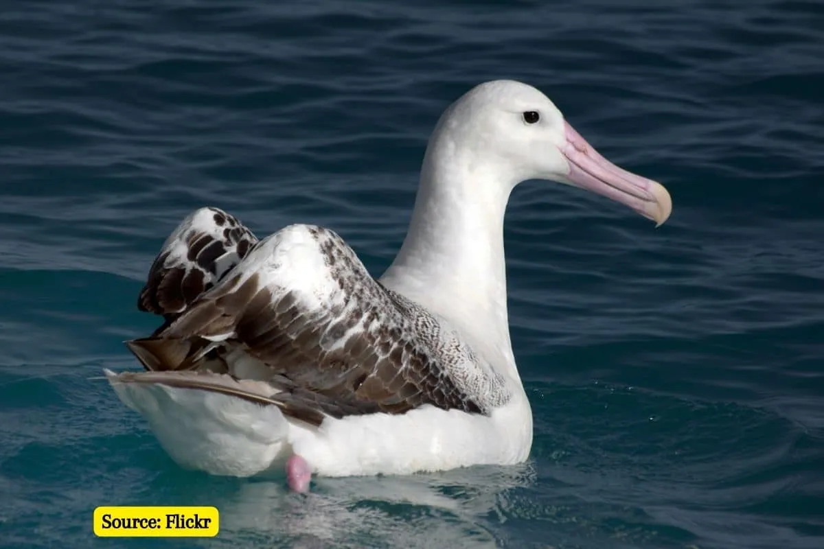Plastic collected from nesting grounds of New Zealand albatrosses, What it means?