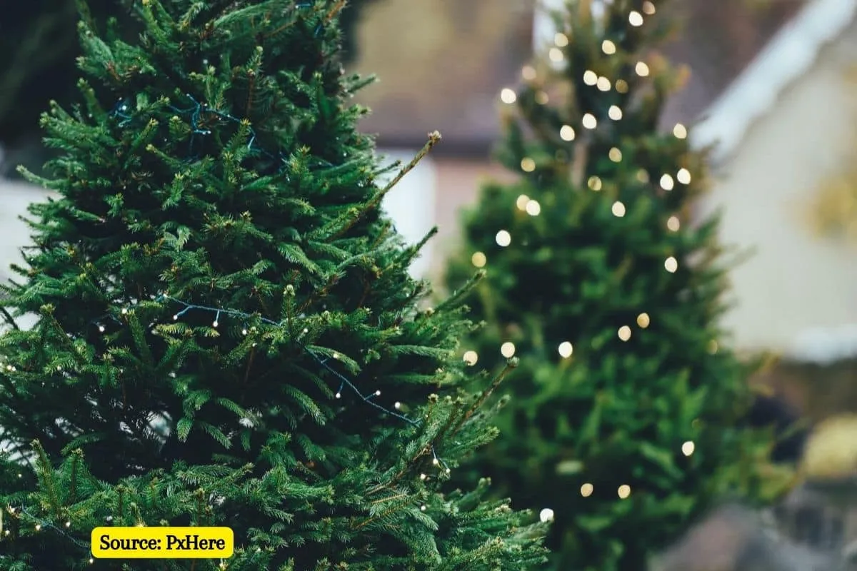 Types of natural Christmas trees: how to choose it