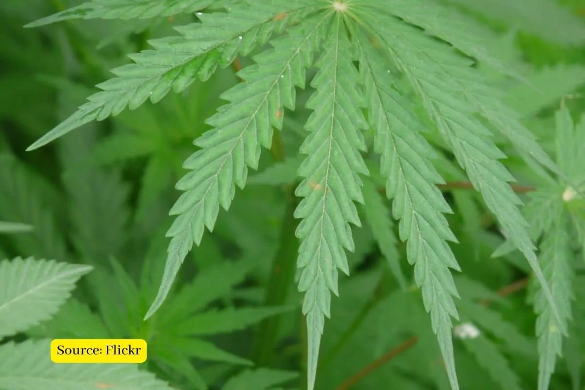 Is hemp the answer to fight against climate change?