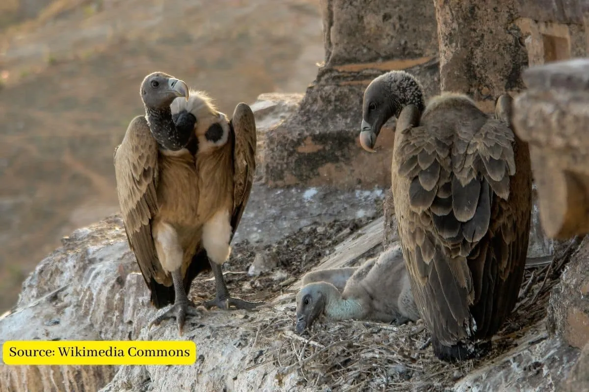 Why are the vultures population declining in India?
