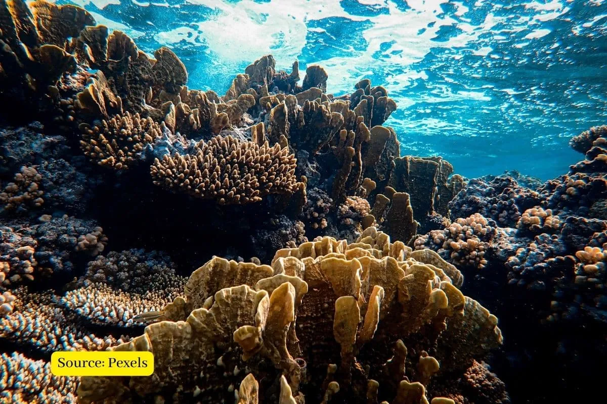 Study highlights urgent need to safeguard deep reefs