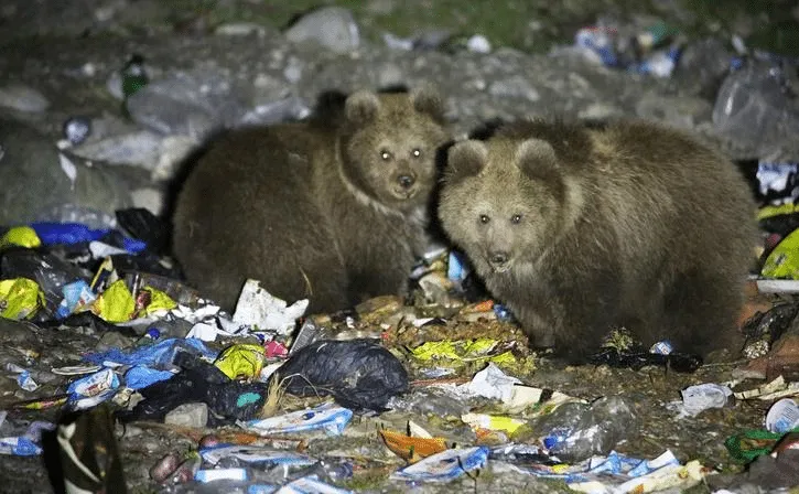 brown bears in Kashmir by Wildlife SOS found that the bears consume food from the garbage, including plastic bags, milk powder, biryani, and chocolate wrappers.