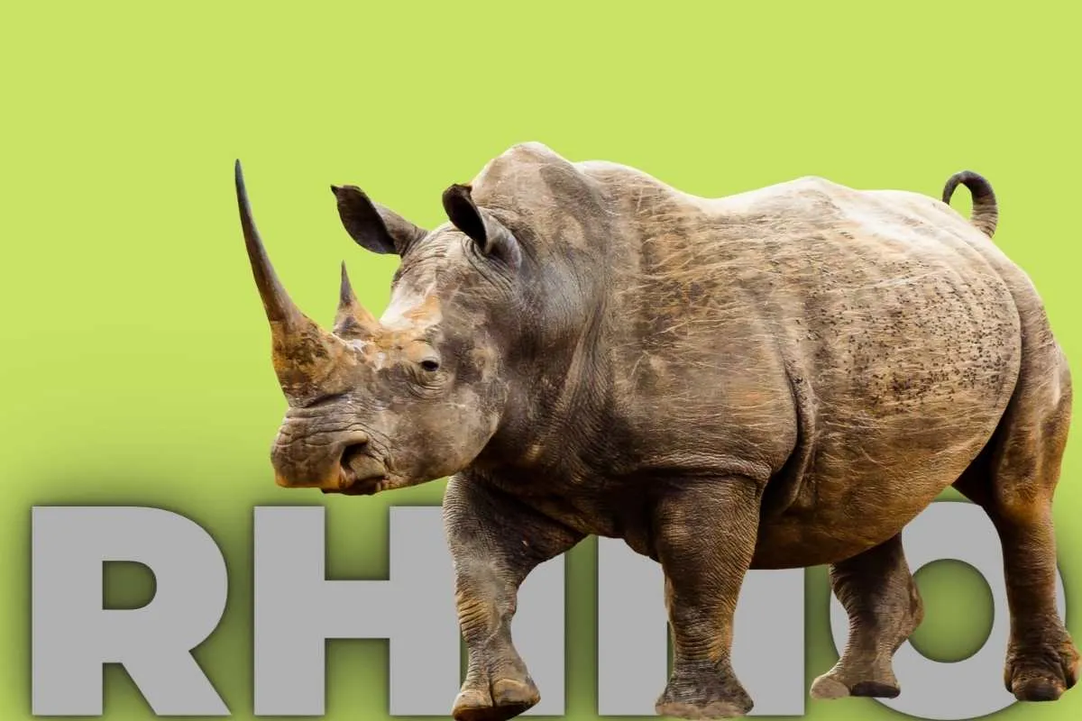 project rhino india success story
