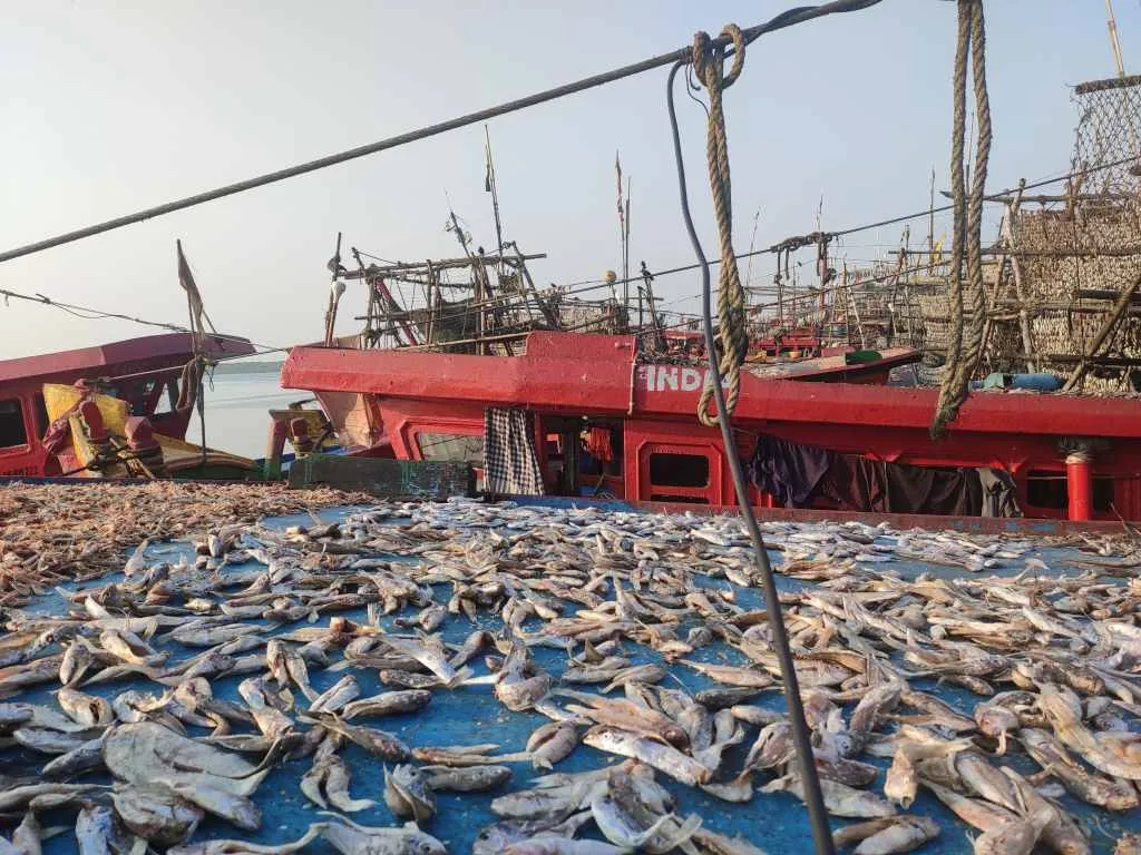 Paradip port, fish drying on the boats 