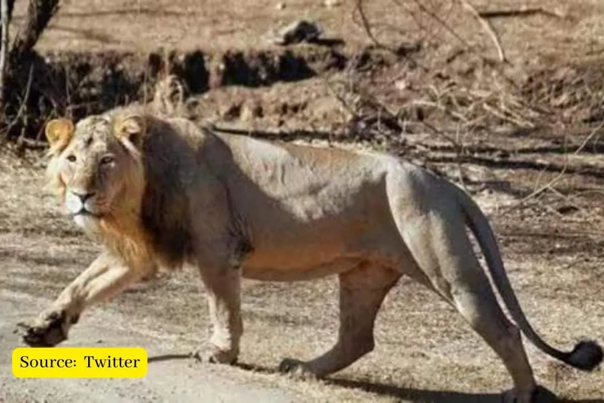 Asiatic lion spotted in Gujarat's Barda after 143 years