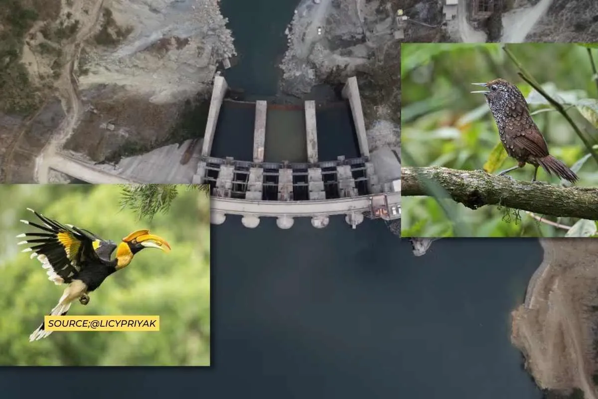Arunachal's hydropower projects can destroy almost 50% of native bird species