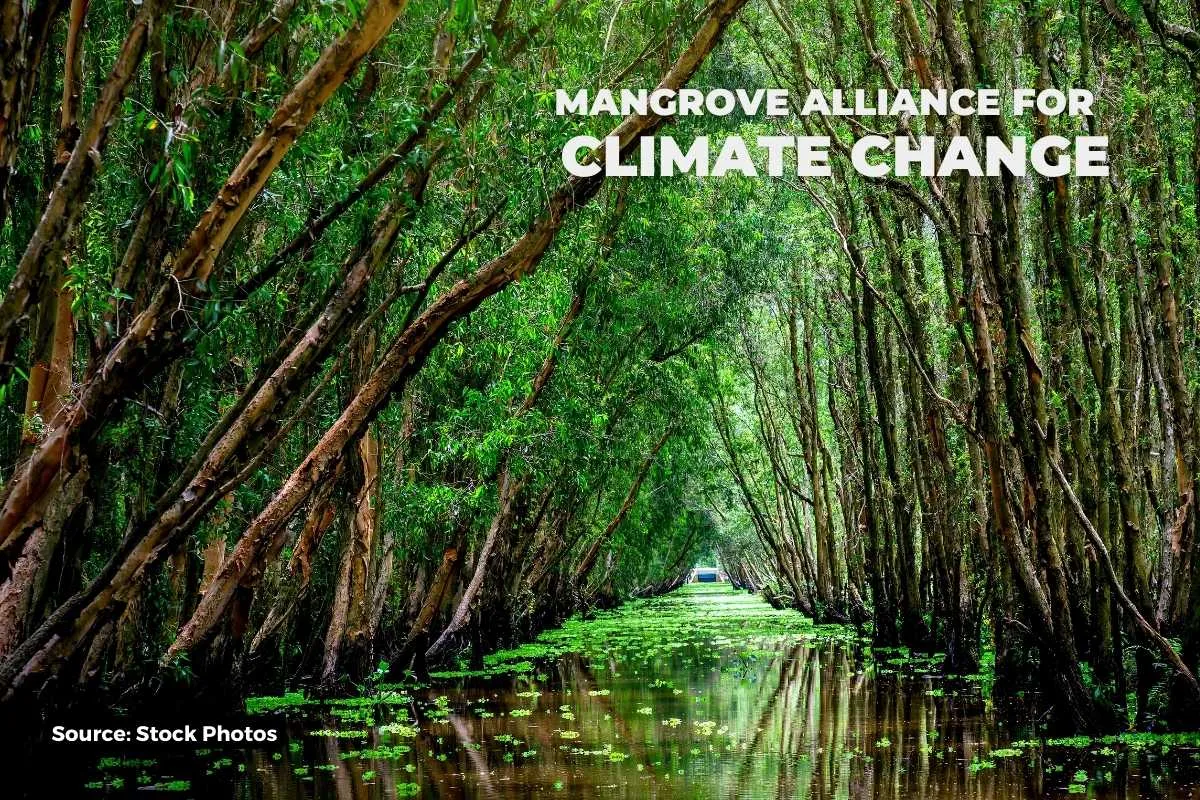 mangrove alliance for climate