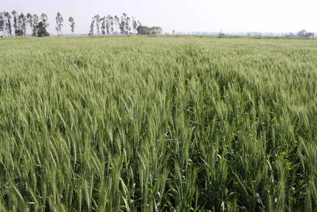 Zero-tillage wheat in India