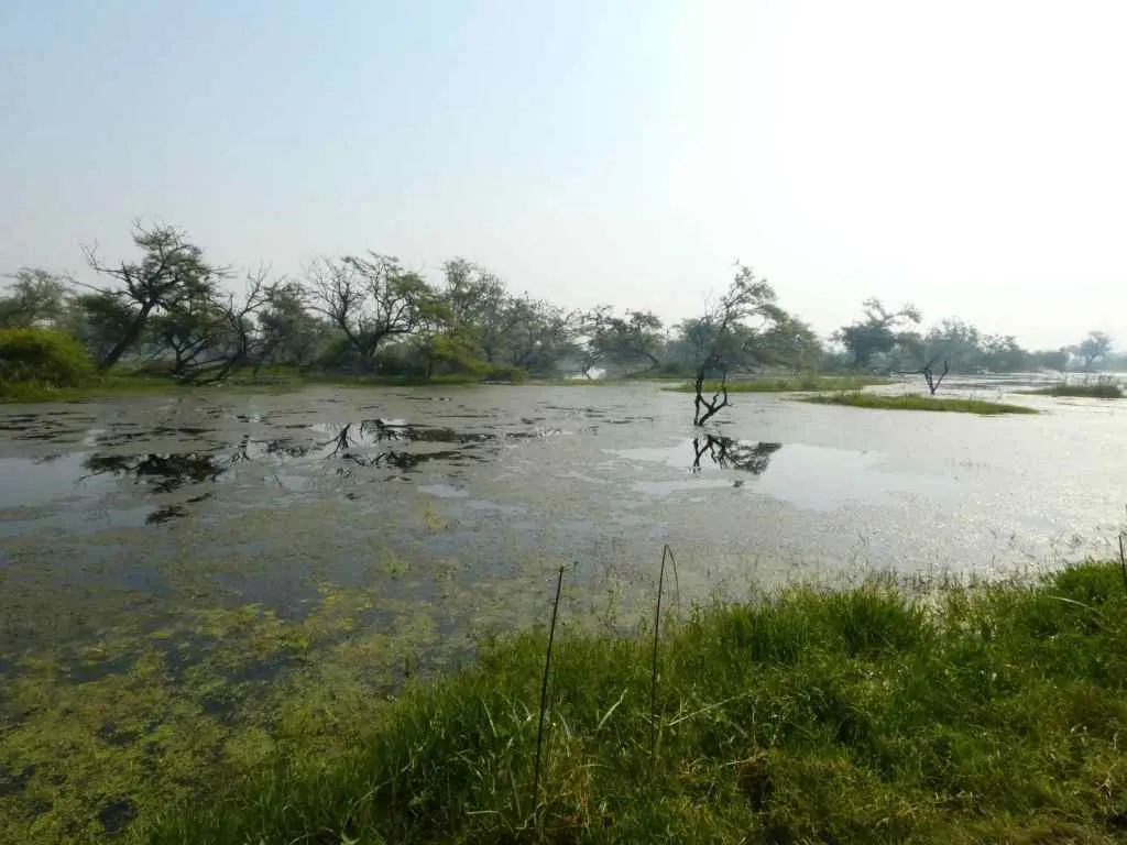 Keoladeo wetland, Bharatpur, Rajasthan