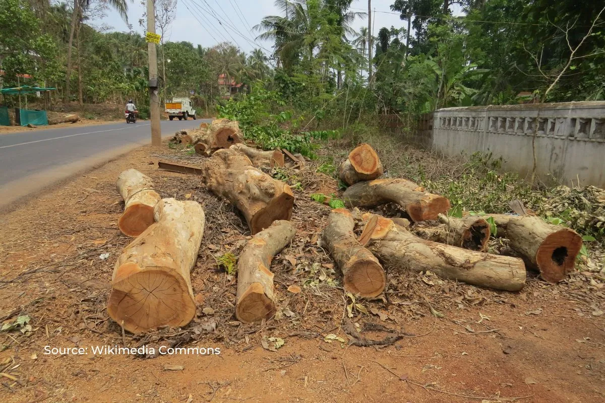 Every hour five trees cut down in Delhi, Just think about other places