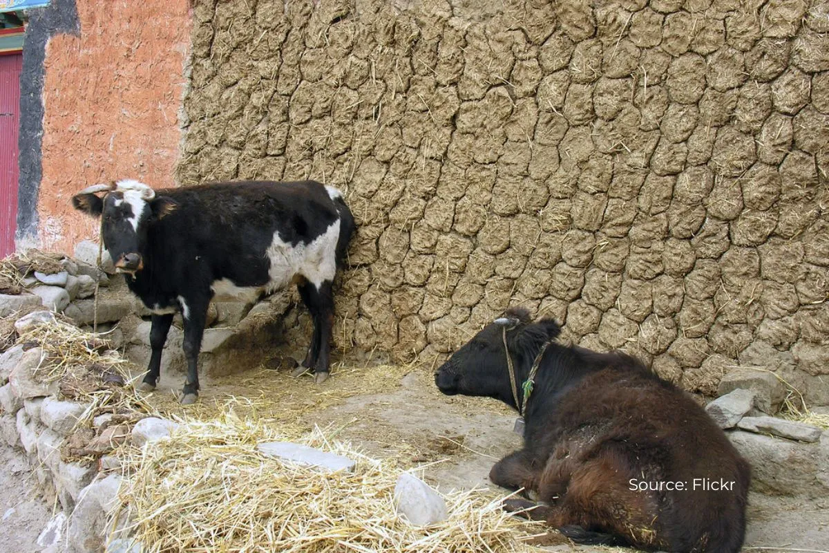 Antibiotics found in animal dung harming soil quality