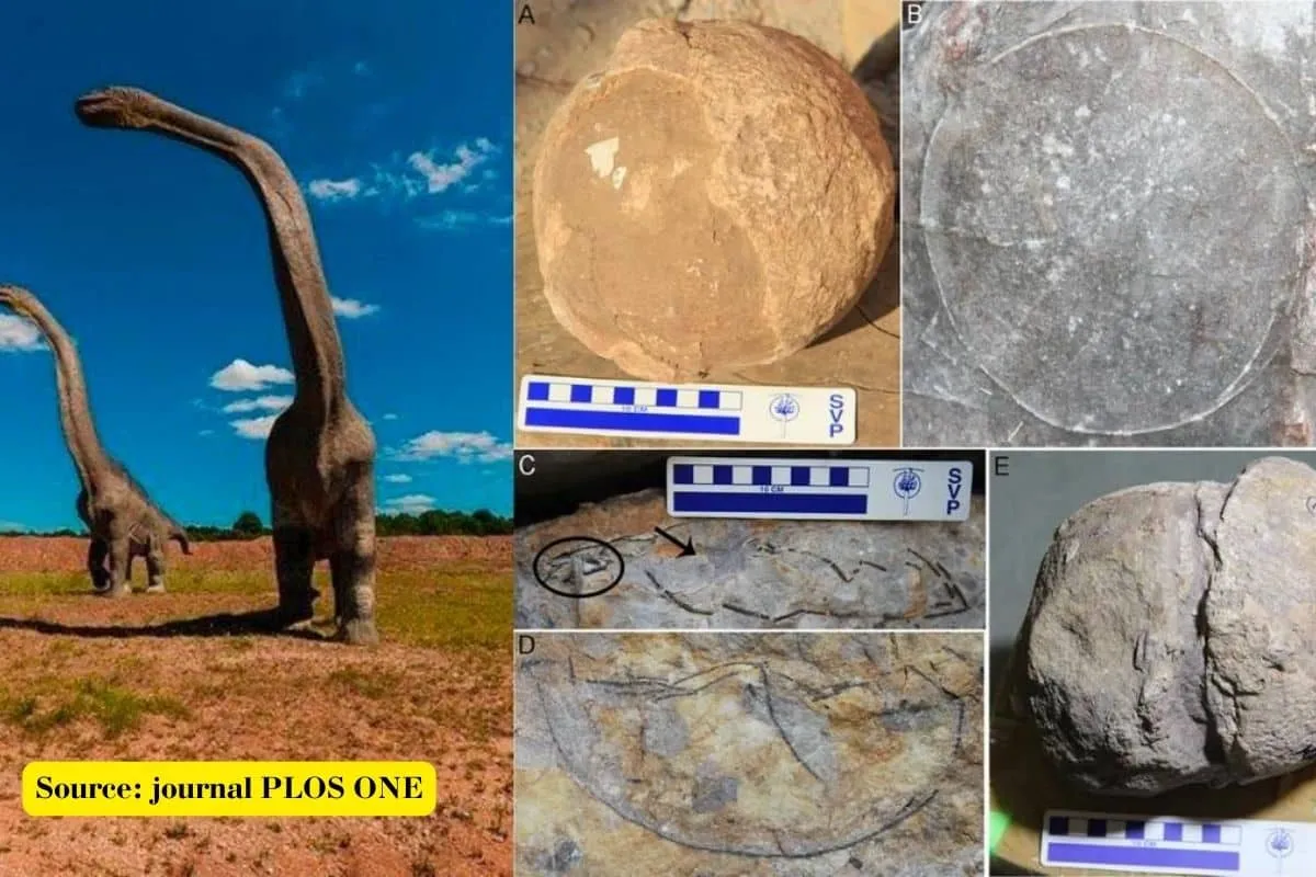 What is Titanosaur whose fossils found in MP’s Dhar?