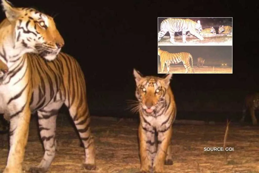 tigers in kheoni wild life sanctuary
