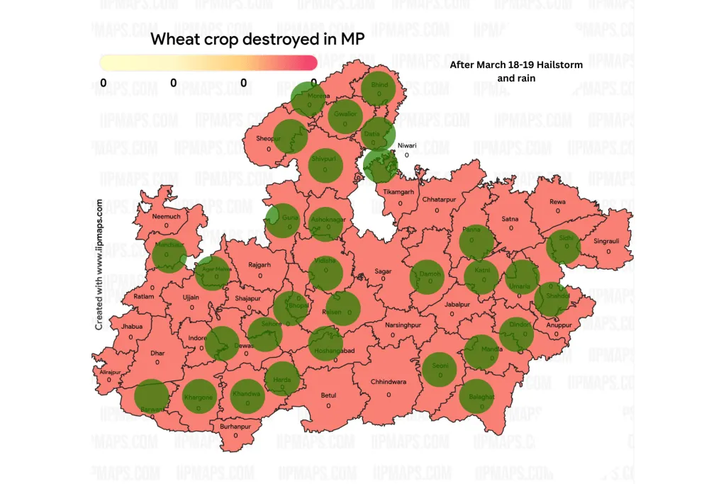 wheat crop destroyed in these districts of madhya pradesh in march 2023