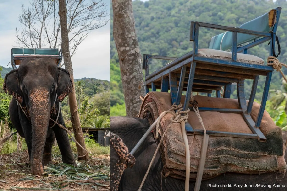 The Harmful effects of tourist rides on Elephants' bodies