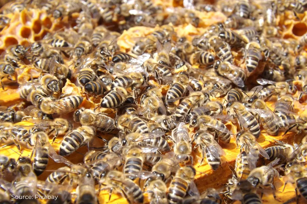 How honeybees recognize dead mates?