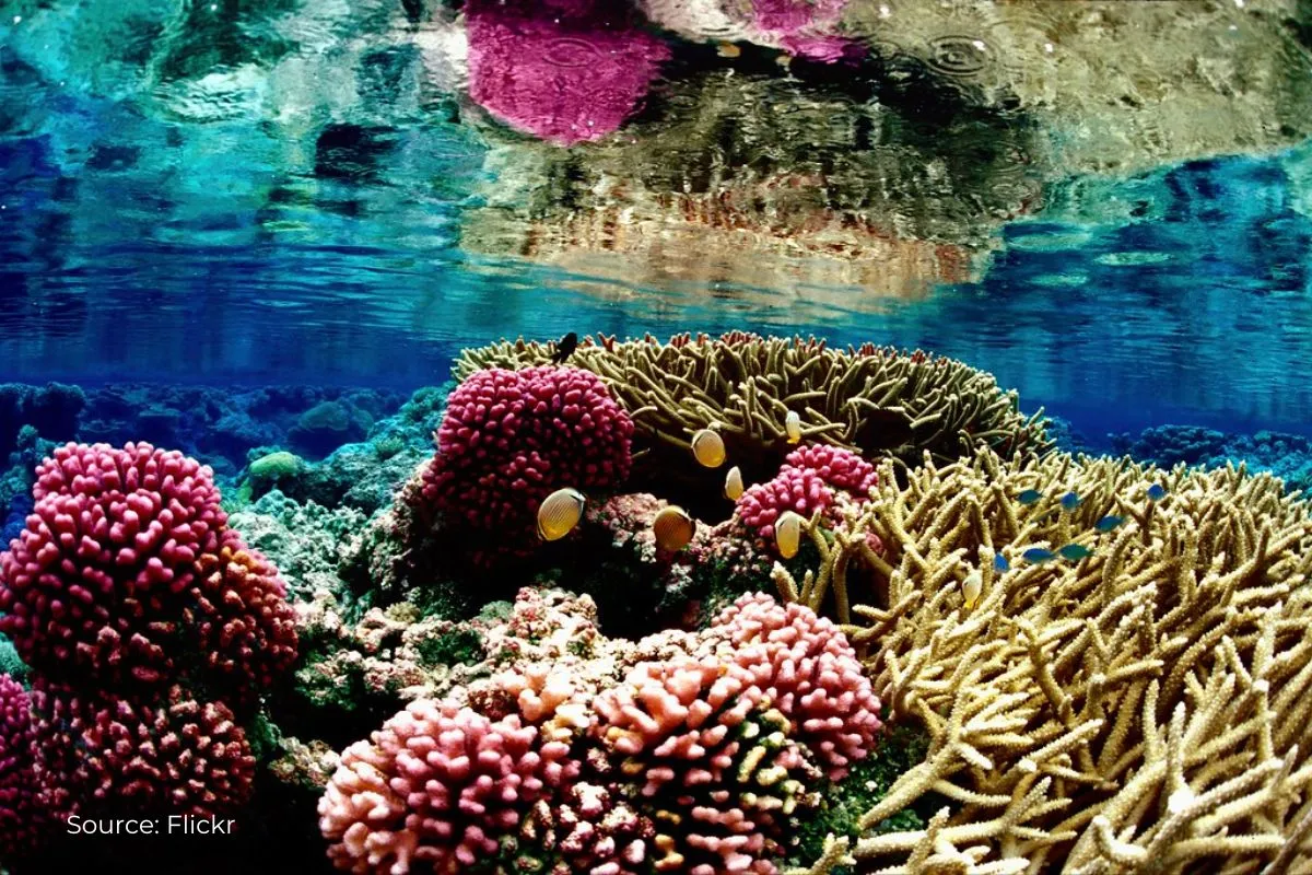 Impacts of climate change on Coral Reefs, why are they important?