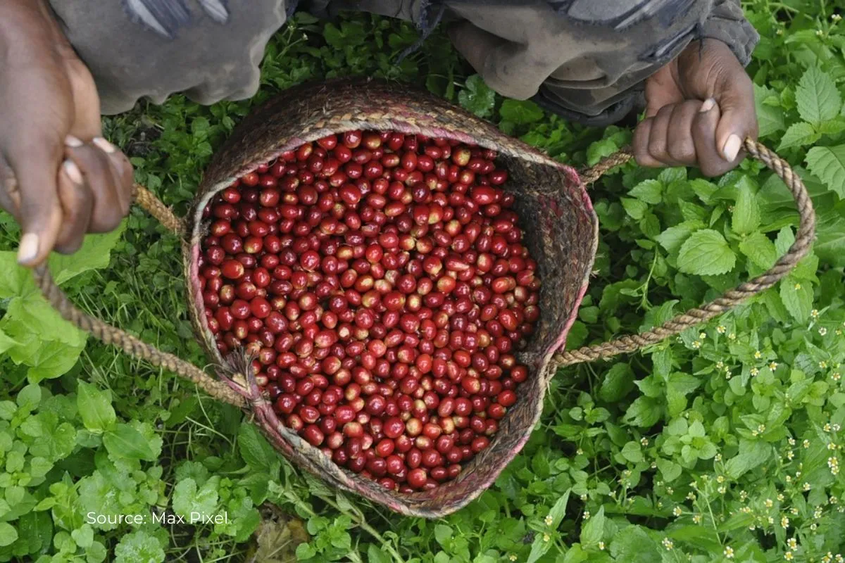 Do you like coffee? This is how climate change could cause it to rise in price