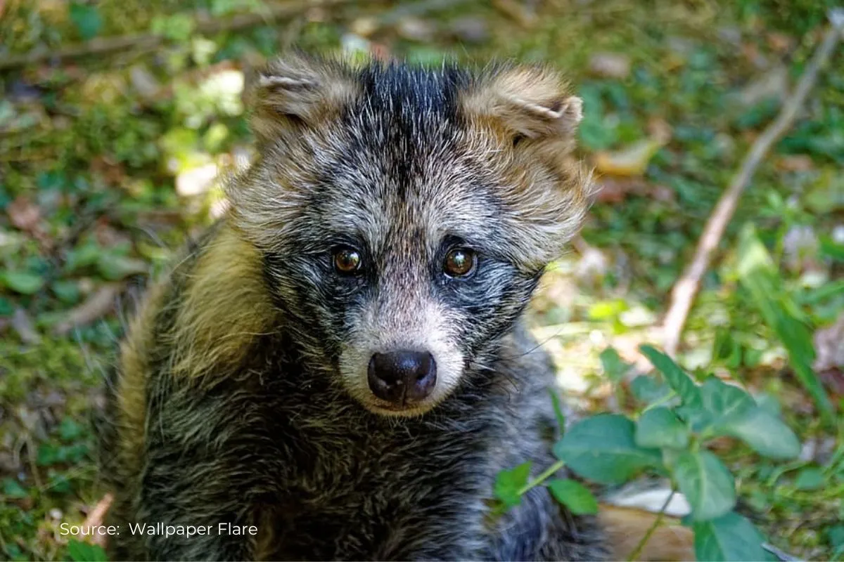 Raccoon dog was behind Covid-19 pandemic not bats: Research