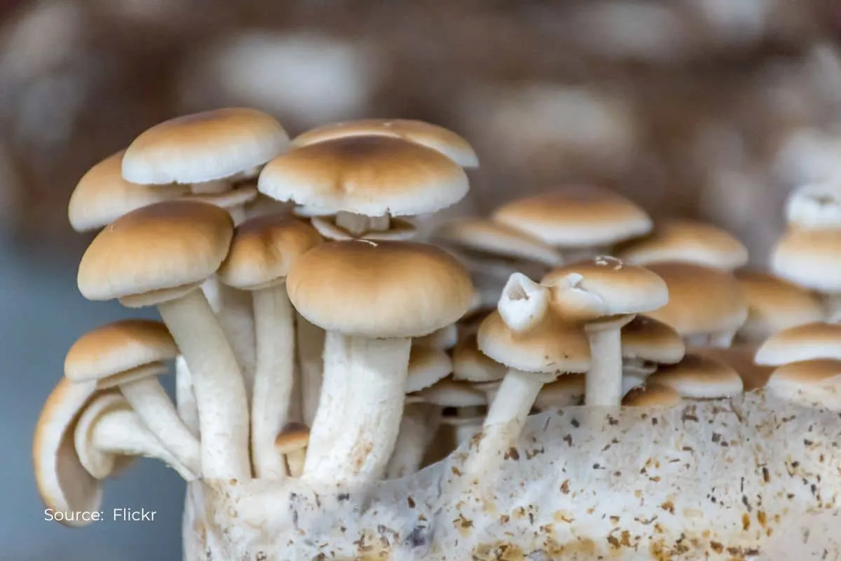 Mushroom farming with trees combats climate change, feeds millions