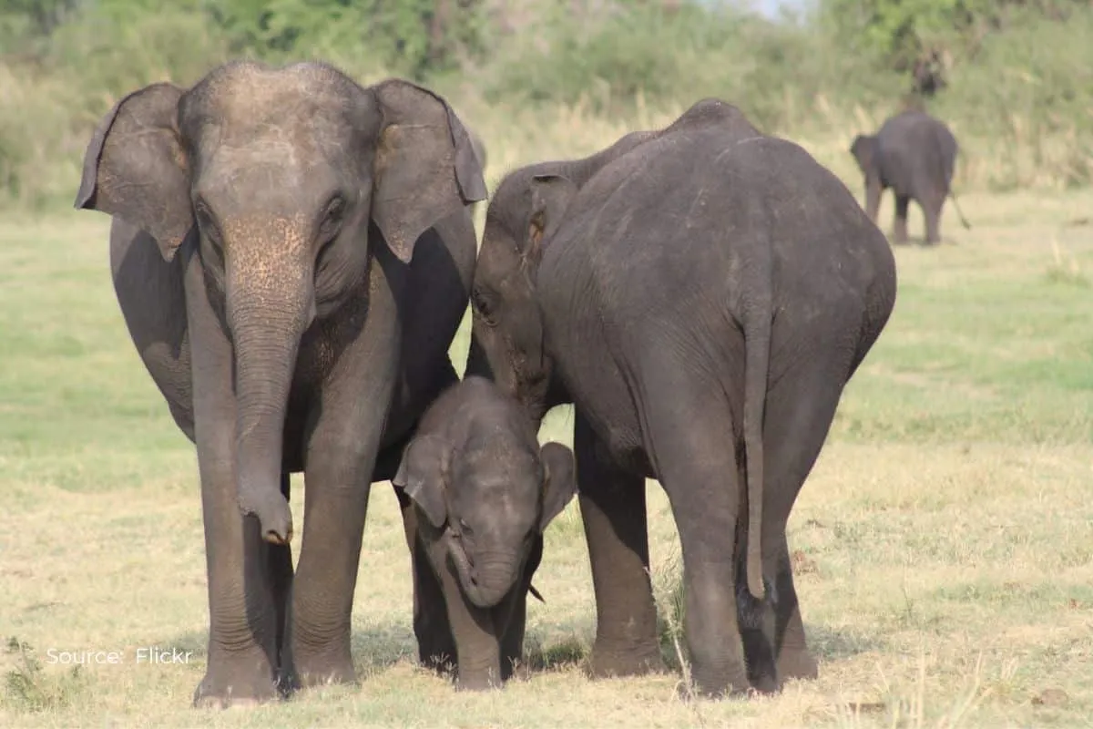 Odisha human-animal conflicts: 925 humans, 784 Elephants lost in 10 yrs