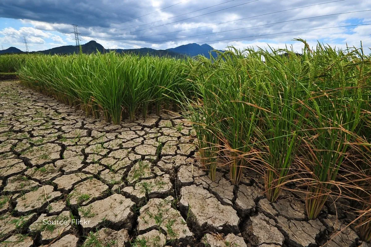 Droughts and rains could be more extreme, due to global warming