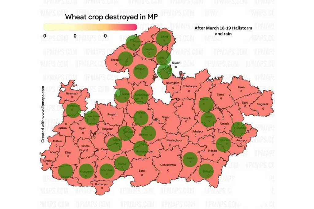 Wheat crop destroyed in these districts of madhya pradesh after heavy rain and hailstorm in march month of 2023