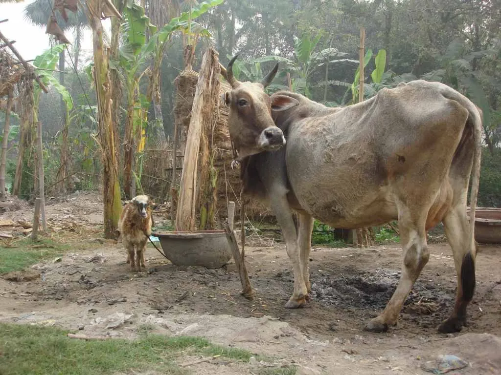 Smallholder livestock household in Berhampore Village, West Bengal, India |