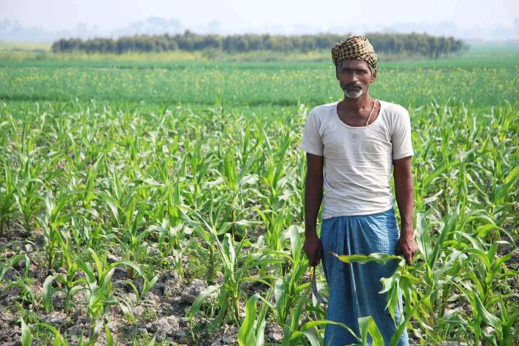 Farmer at work in maize field in Bihar, India 