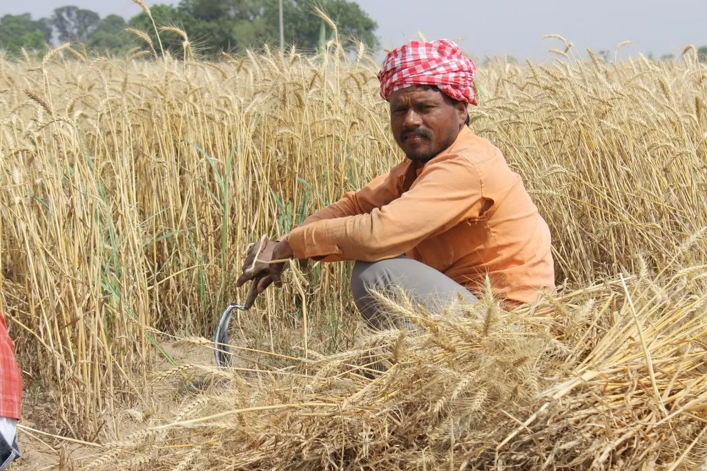 Wheat Fields Punjab Patiala 