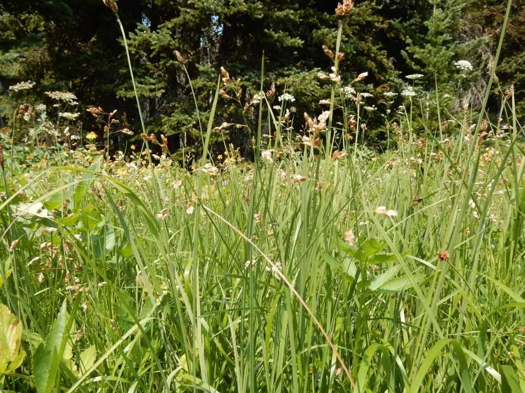 Anthoxanthum hirtum - sweetgrass 