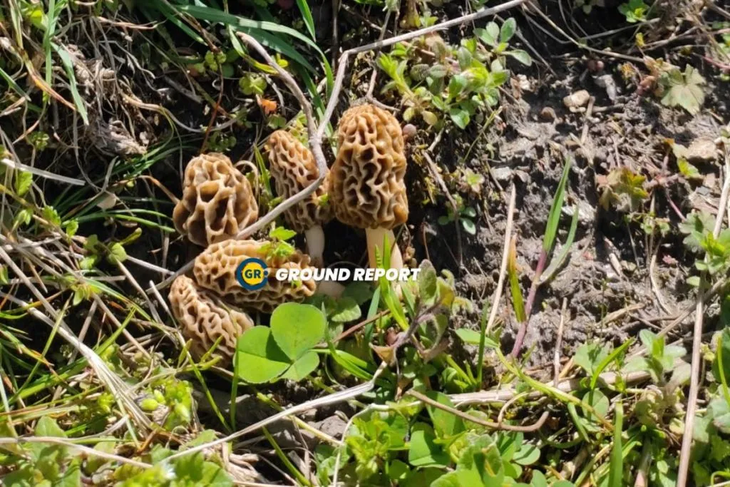 Gucchi mushrooms: Latest victim of climate change in Himalayan region