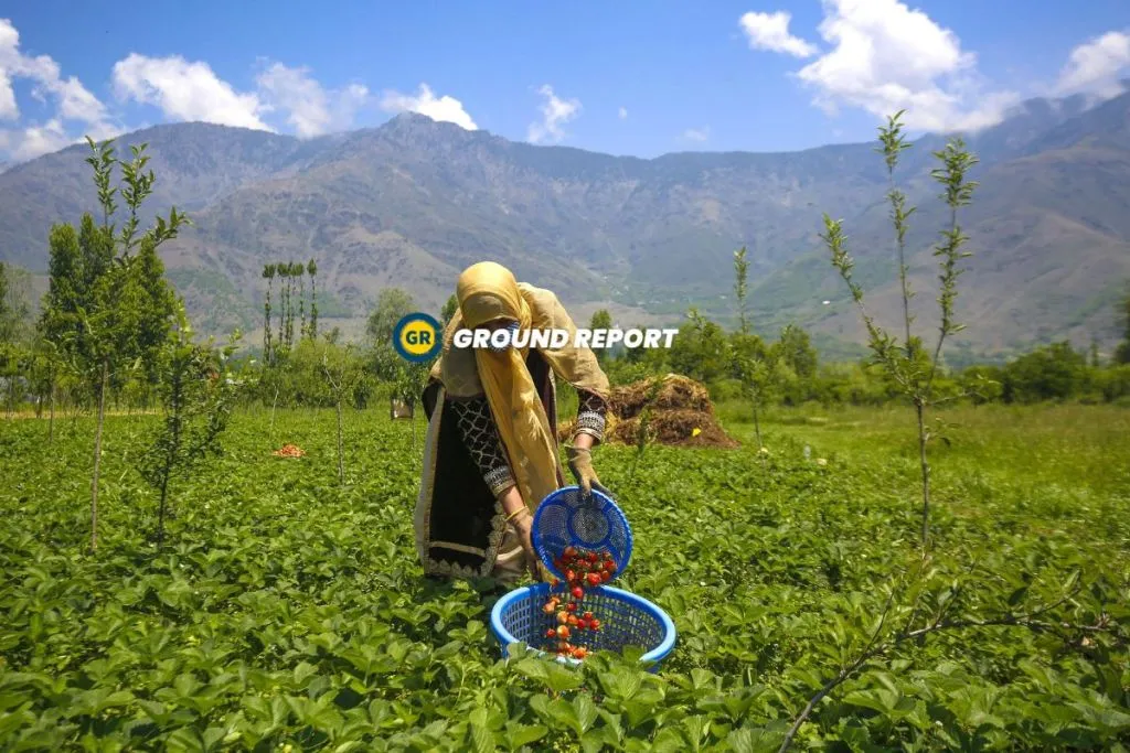 Gusso area of Hazratbal, Srinagar, strawberry harvest