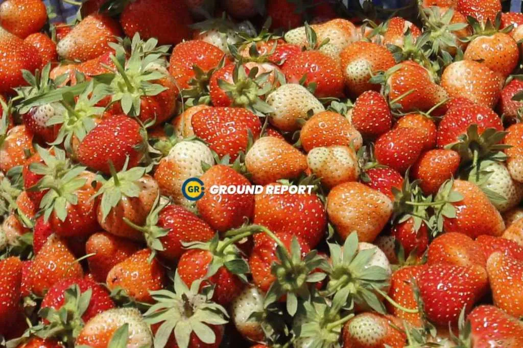 strawberry harvest in Gasso area of kashmir