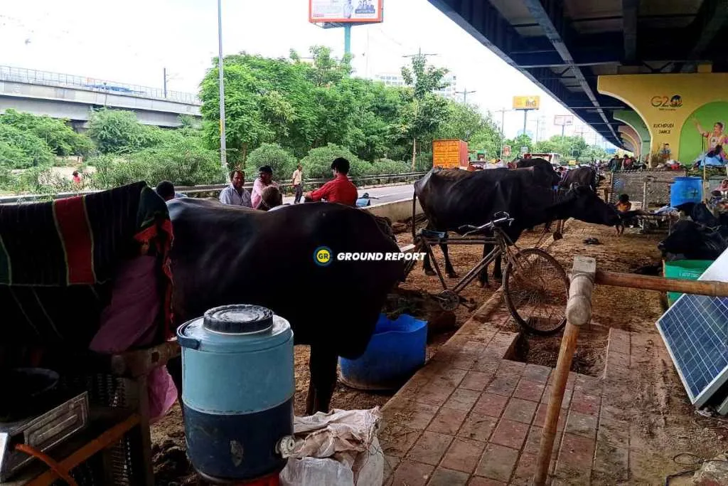 cattles from Delhi flood victims living under flyover