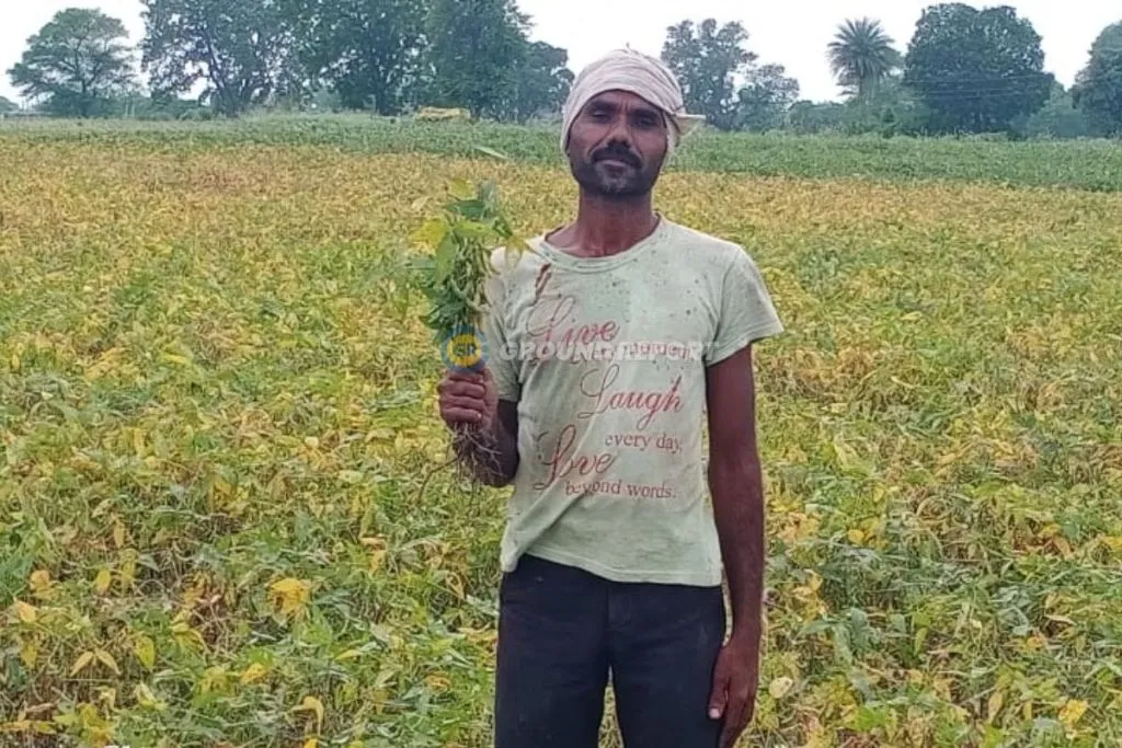 crops destroyed in madhya pradesh
