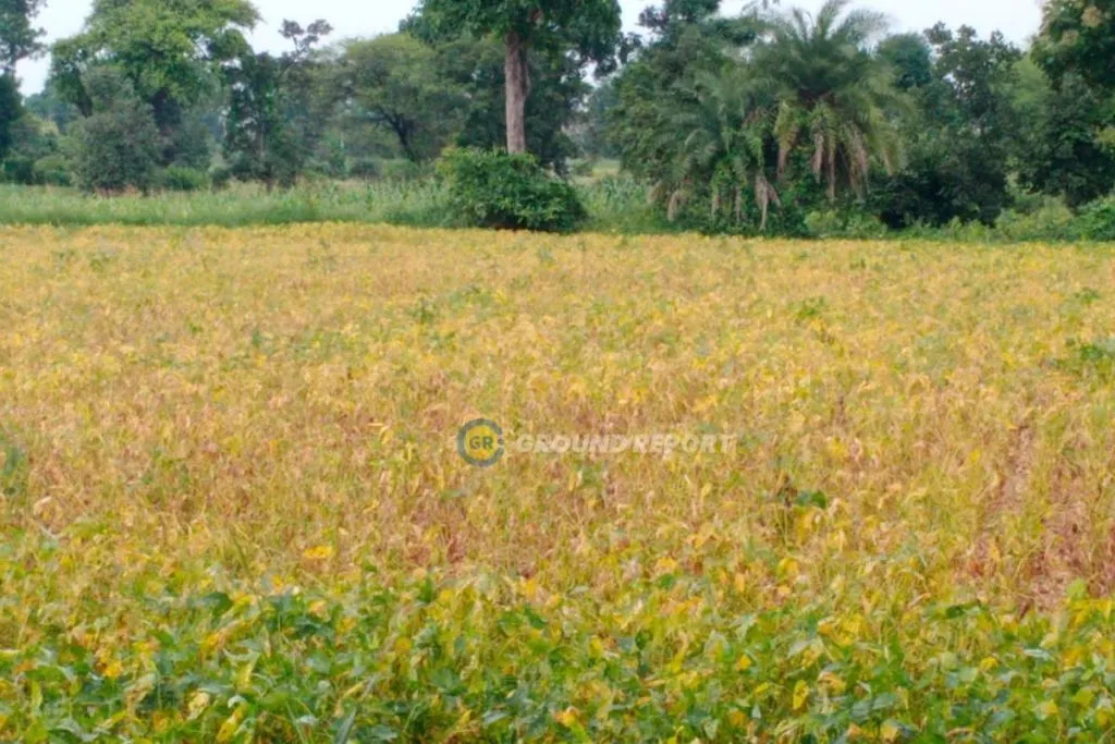 madhya pradesh soyabean crops destroyed 2023