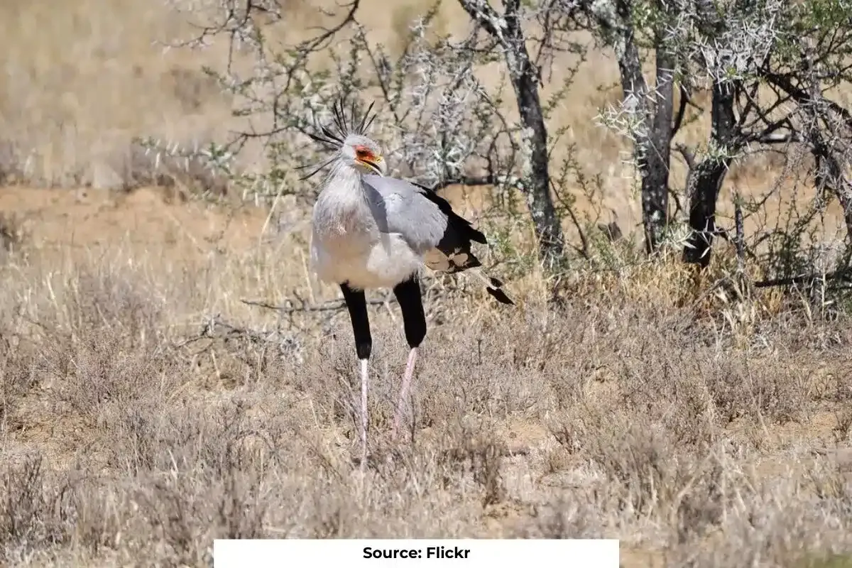 African Raptor Africa's raptors face extinction crisis: study warns